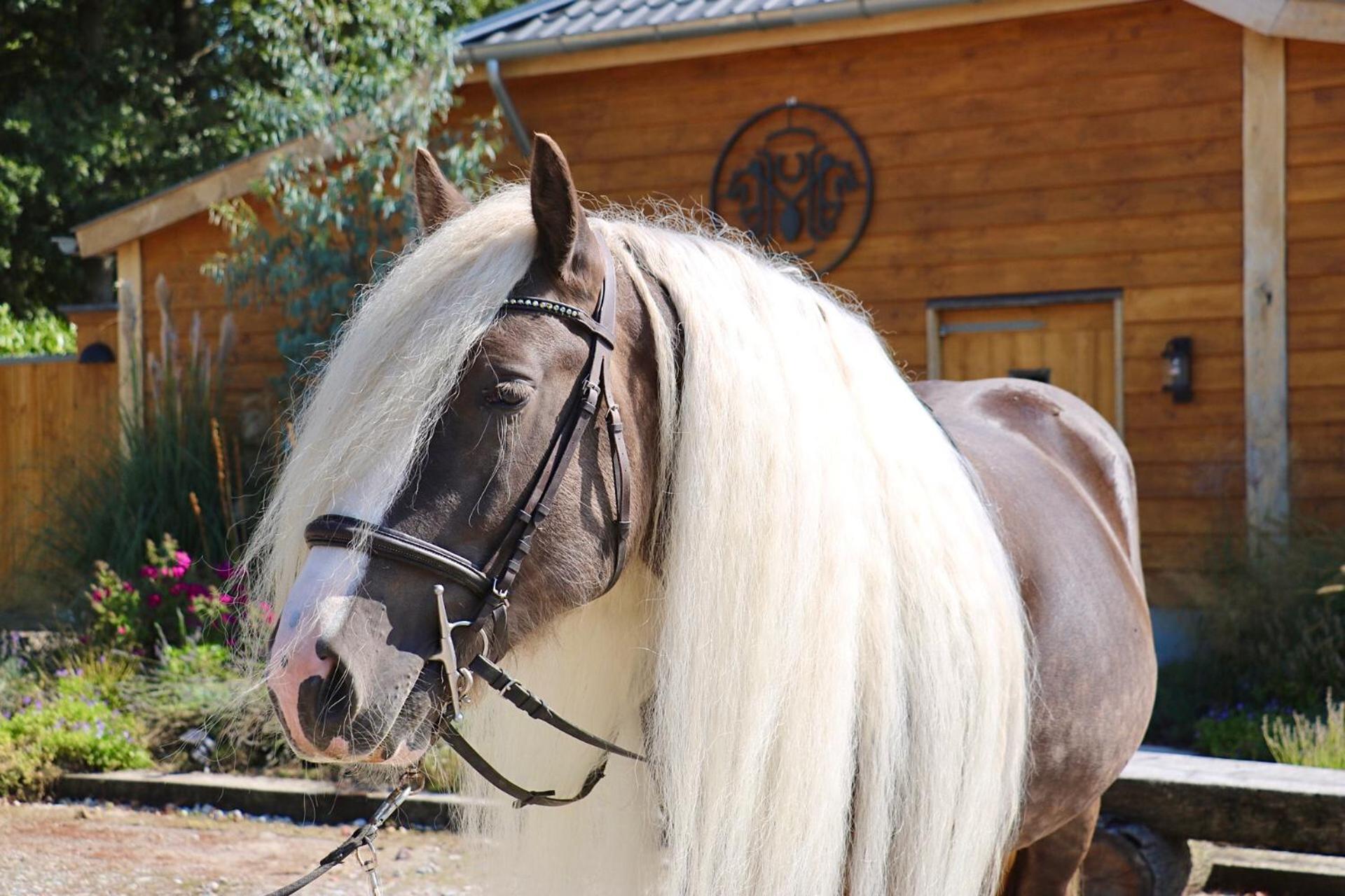 Magnolia Hoeve - Unieke Bestemming Voor Paardenliefhebbers En Bijzondere Overnachtingen In De Natuur Ledeacker Bagian luar foto