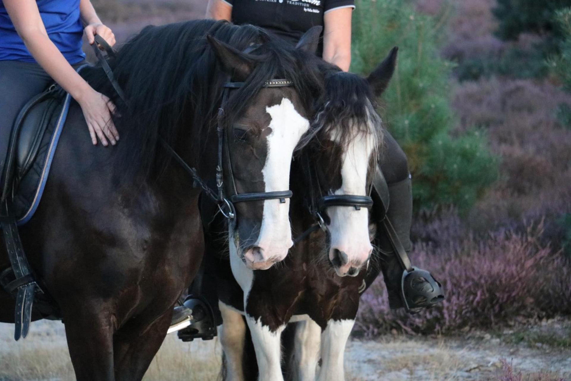 Magnolia Hoeve - Unieke Bestemming Voor Paardenliefhebbers En Bijzondere Overnachtingen In De Natuur Ledeacker Bagian luar foto