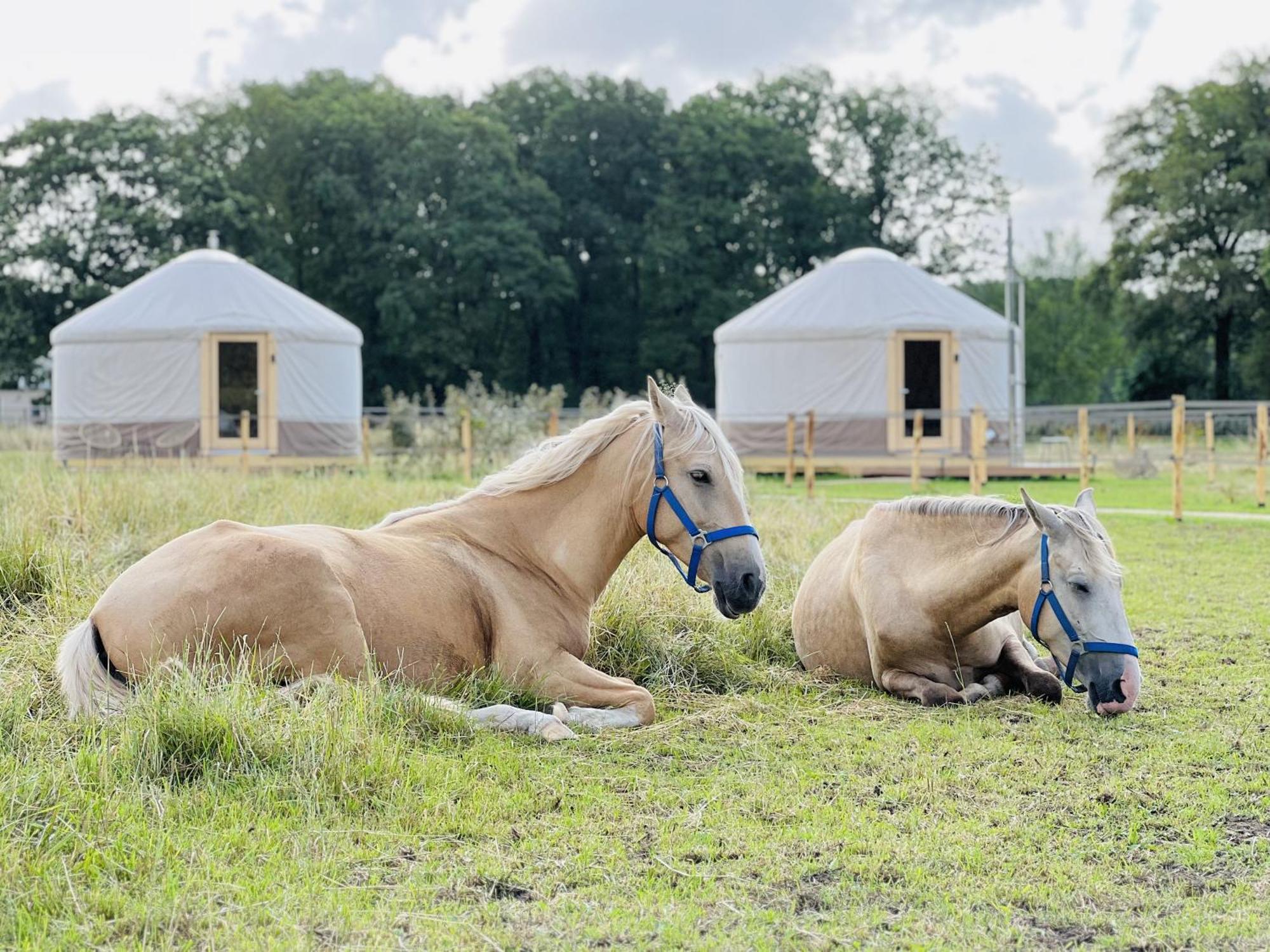 Magnolia Hoeve - Unieke Bestemming Voor Paardenliefhebbers En Bijzondere Overnachtingen In De Natuur Ledeacker Bagian luar foto