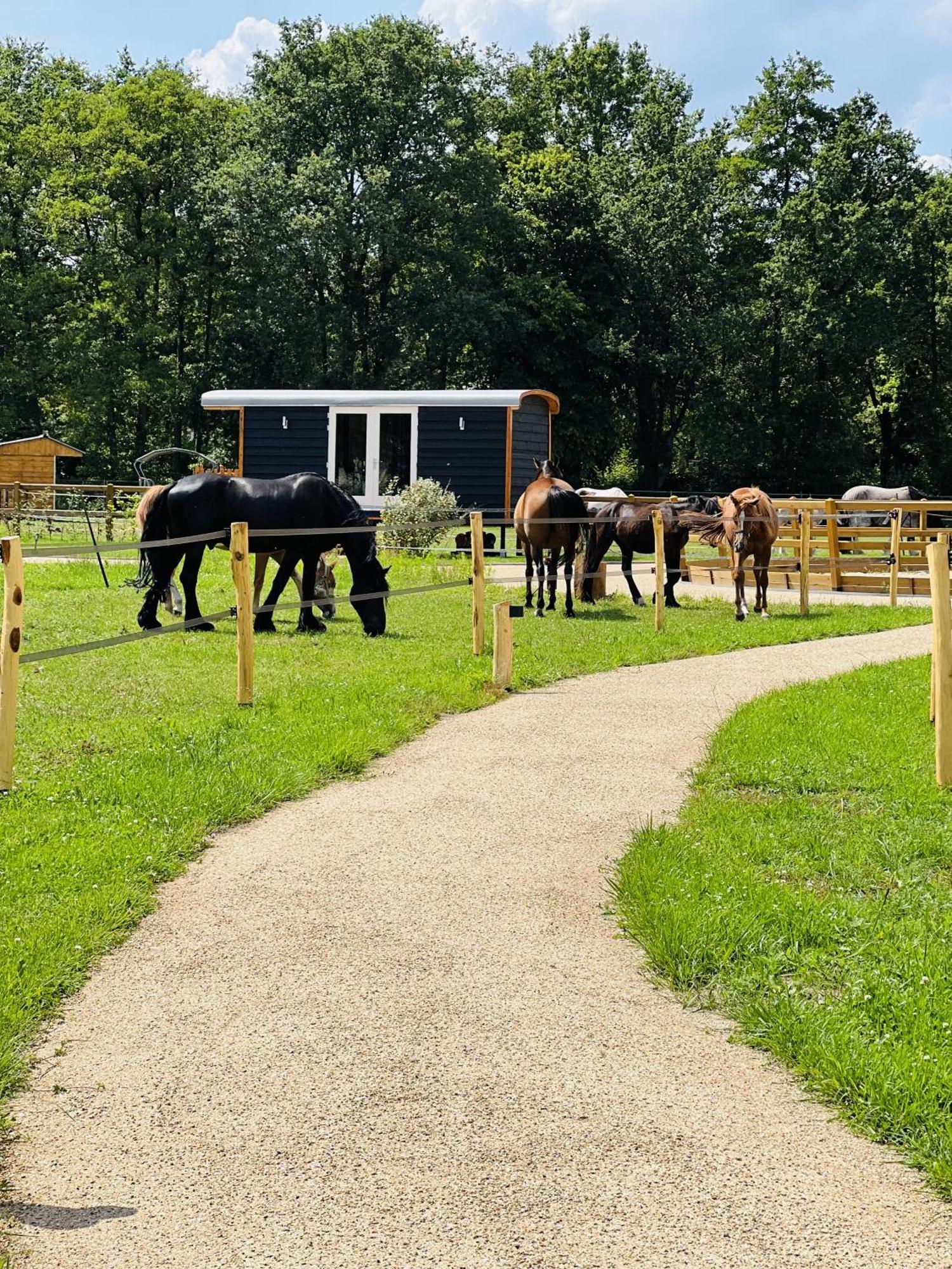Magnolia Hoeve - Unieke Bestemming Voor Paardenliefhebbers En Bijzondere Overnachtingen In De Natuur Ledeacker Bagian luar foto