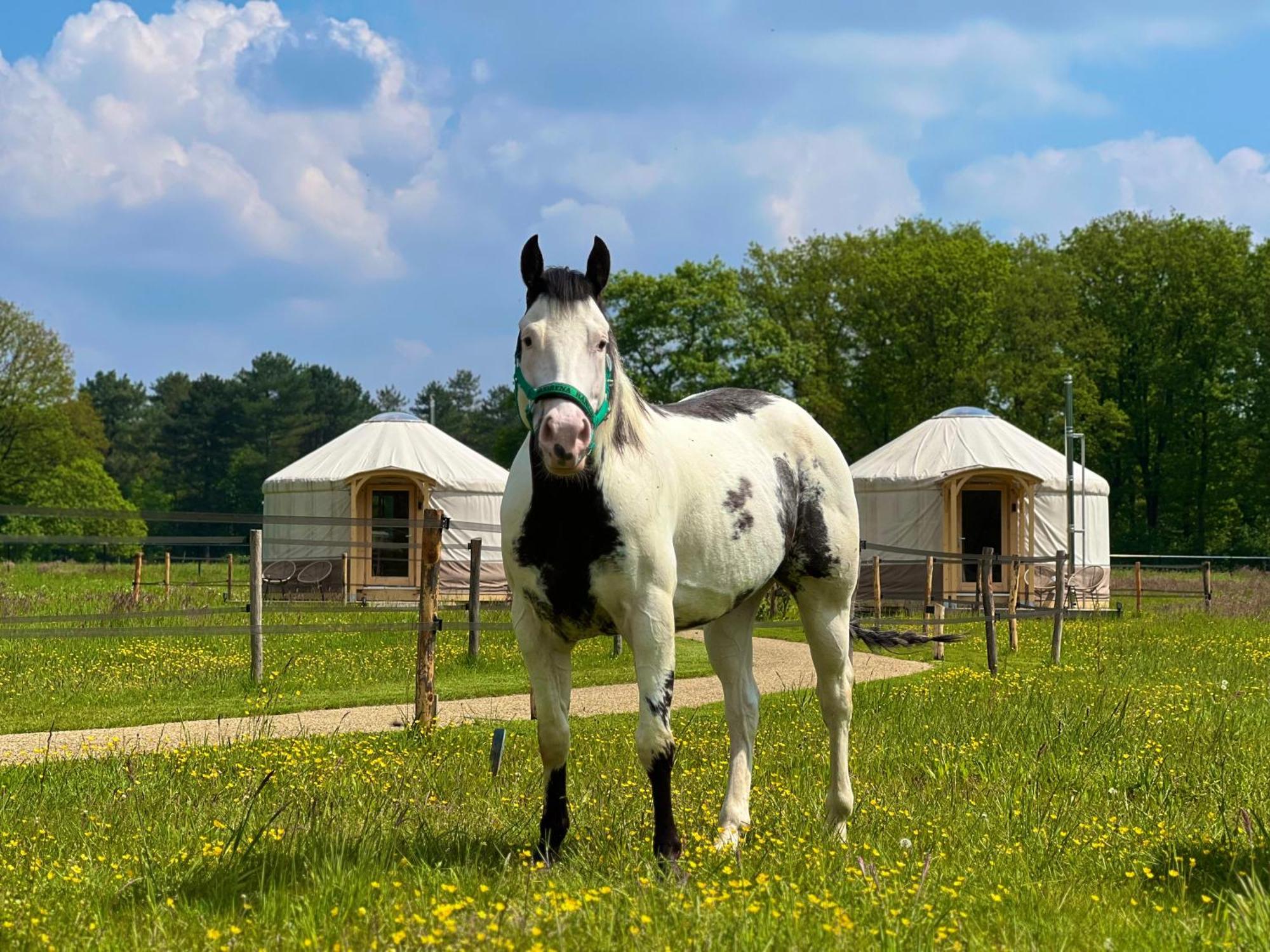 Magnolia Hoeve - Unieke Bestemming Voor Paardenliefhebbers En Bijzondere Overnachtingen In De Natuur Ledeacker Bagian luar foto